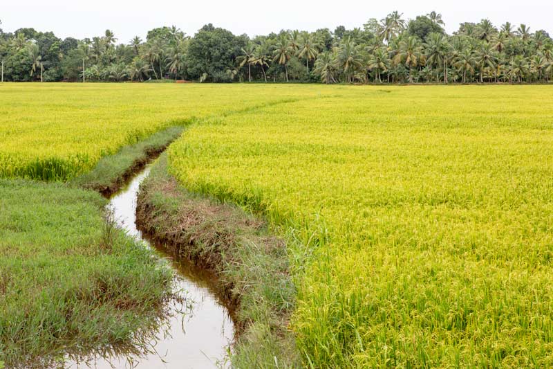 Agriculture below the Sea Level in Kuttanad, Alappuzha district, Kerala - Paddy fields inside a 'padshekharam' (block of reclaimed paddy fields) separated by a water channel